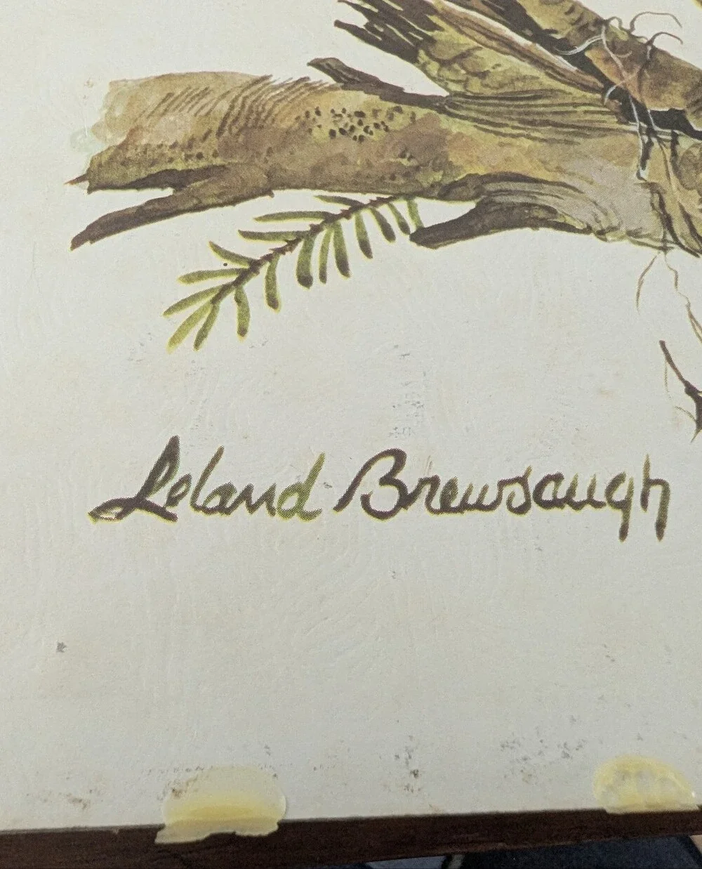 Vintage Leland Brewsaugh Barred Owl print